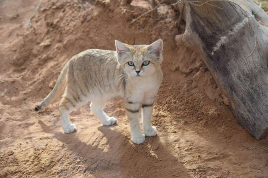 Image of Felis margarita harrisoni Hemmer, Grubb & Groves 1976