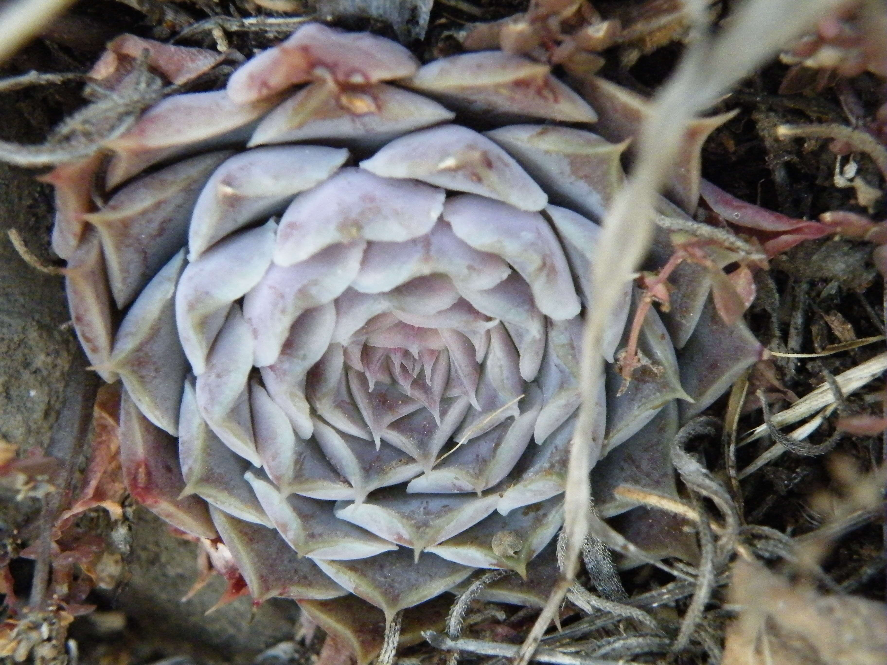 Image of hens and chicks