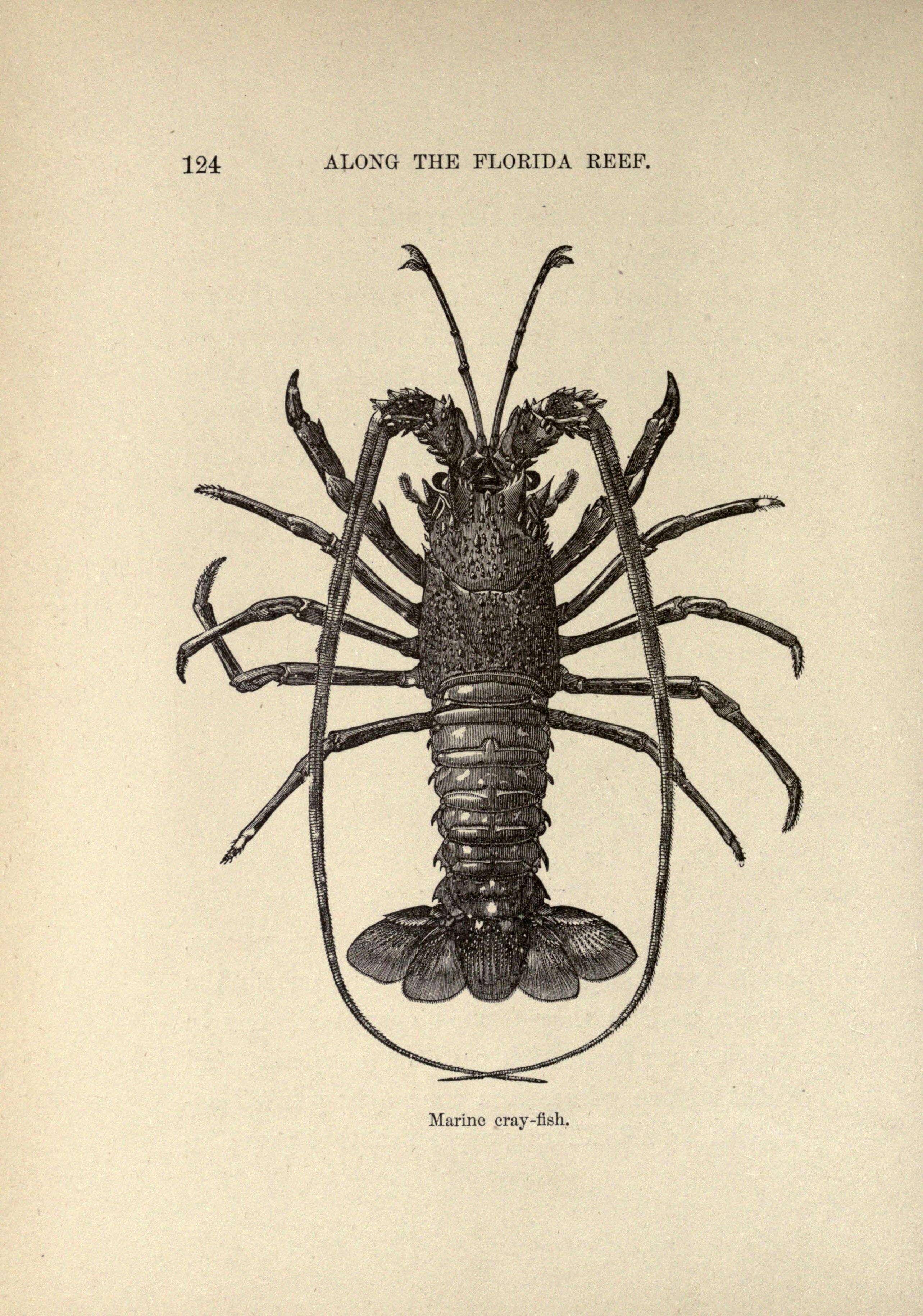 Image of Eucarida Calman 1904