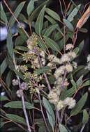 Image of Eucalyptus globoidea Blakely
