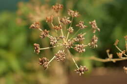 Image of coriander