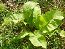 Inula helenium L. resmi