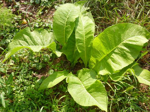 Image of Elecampane