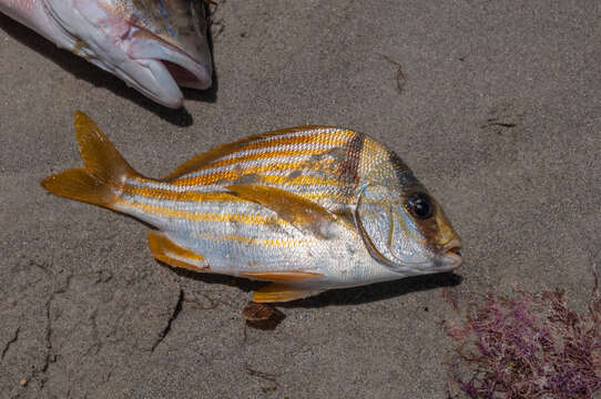 Image of Porkfish