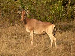 Image of Hartebeest