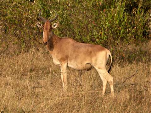 Image of Hartebeest