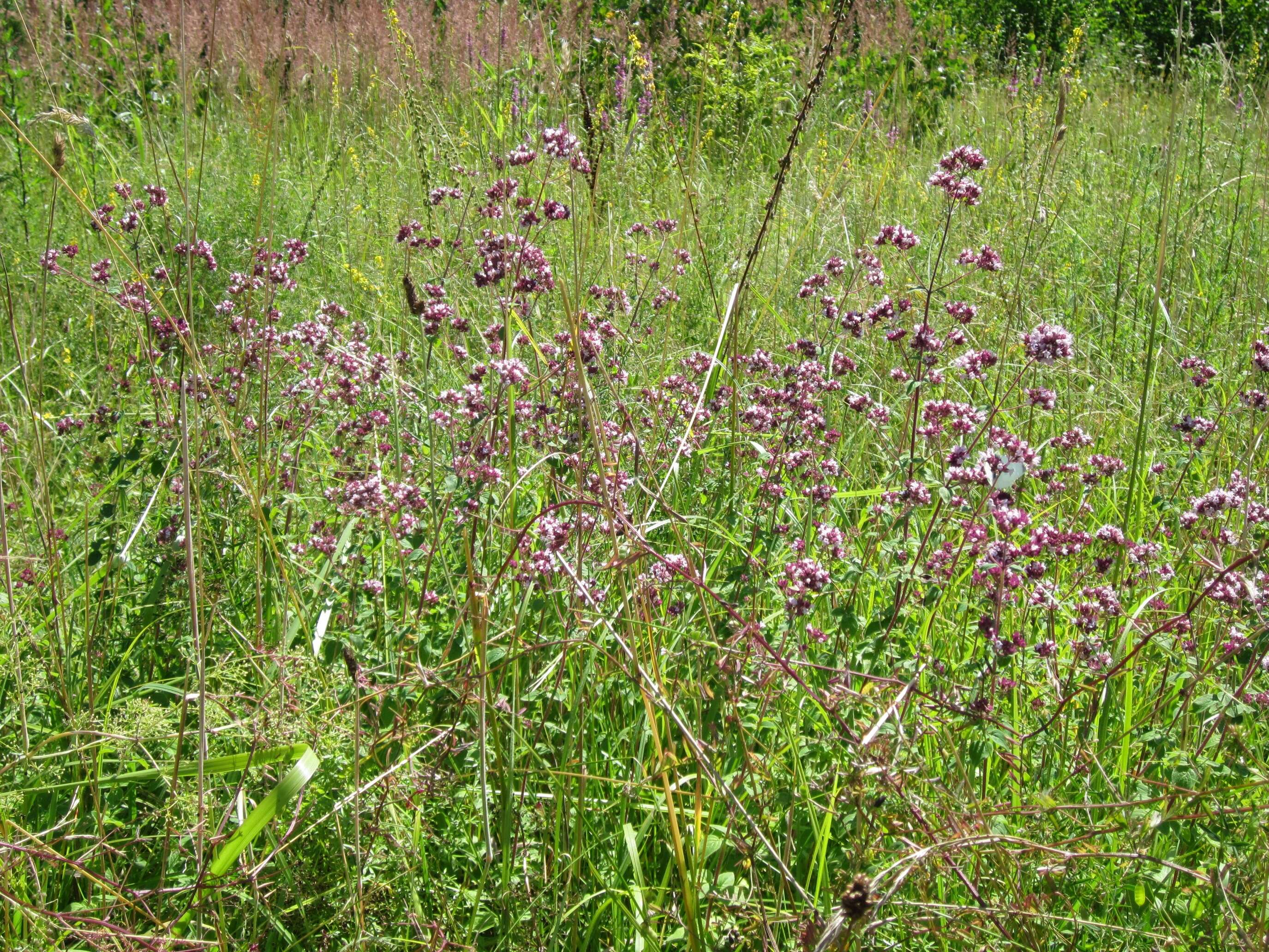 Image of oregano