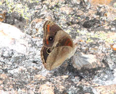 Image of Junonia nigrosuffusa Barnes & McDunnough 1916