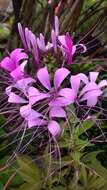 Image of spiderflower