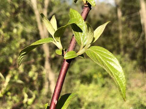 Imagem de Cornus sericea L.