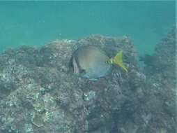 Image of Yellowtail Surgeonfish