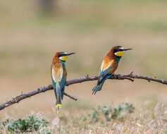 Image of bee-eater, european bee-eater