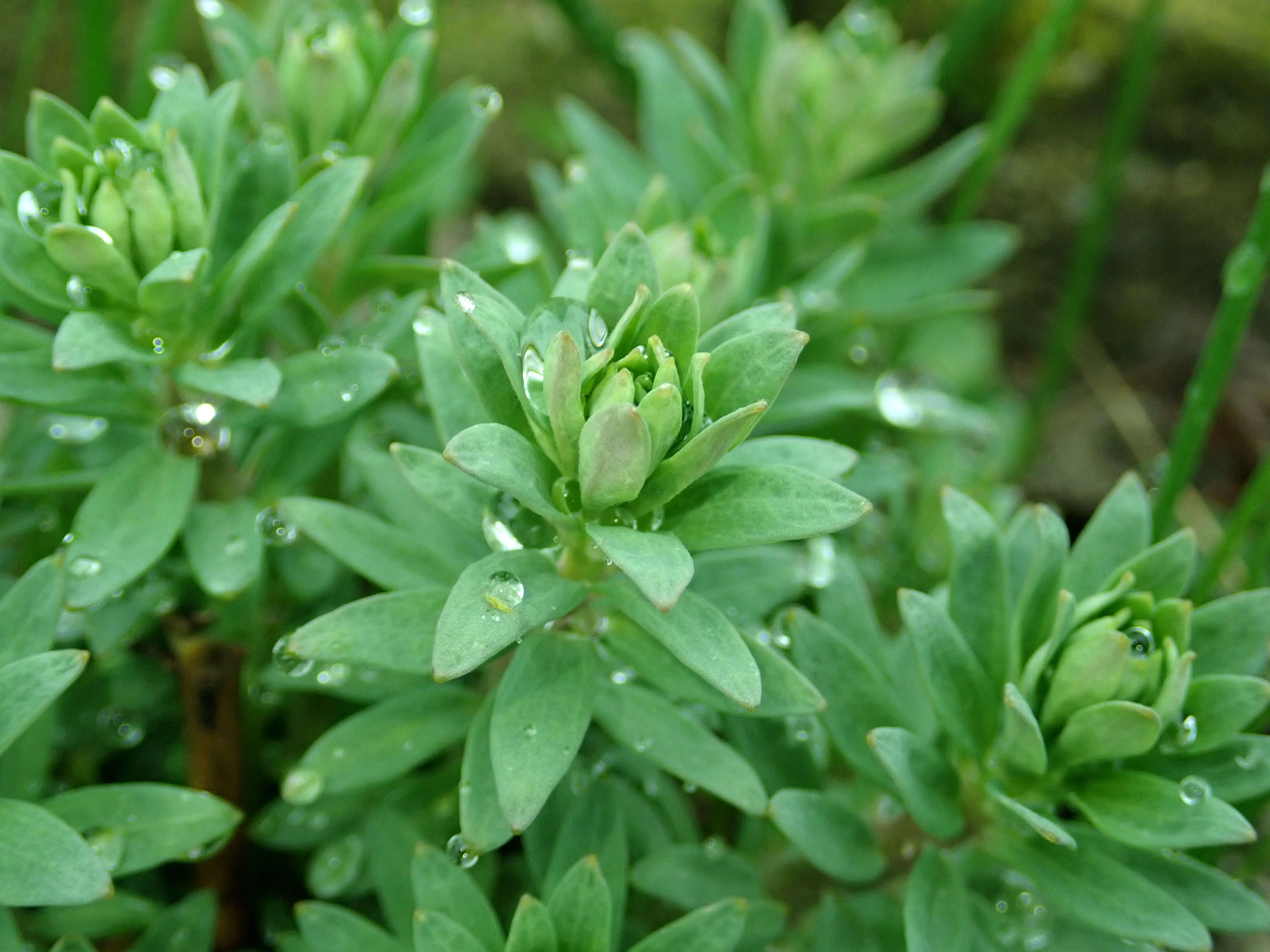 Plancia ëd Linaria purpurea (L.) Mill.