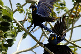 Image of Hyacinth Macaw