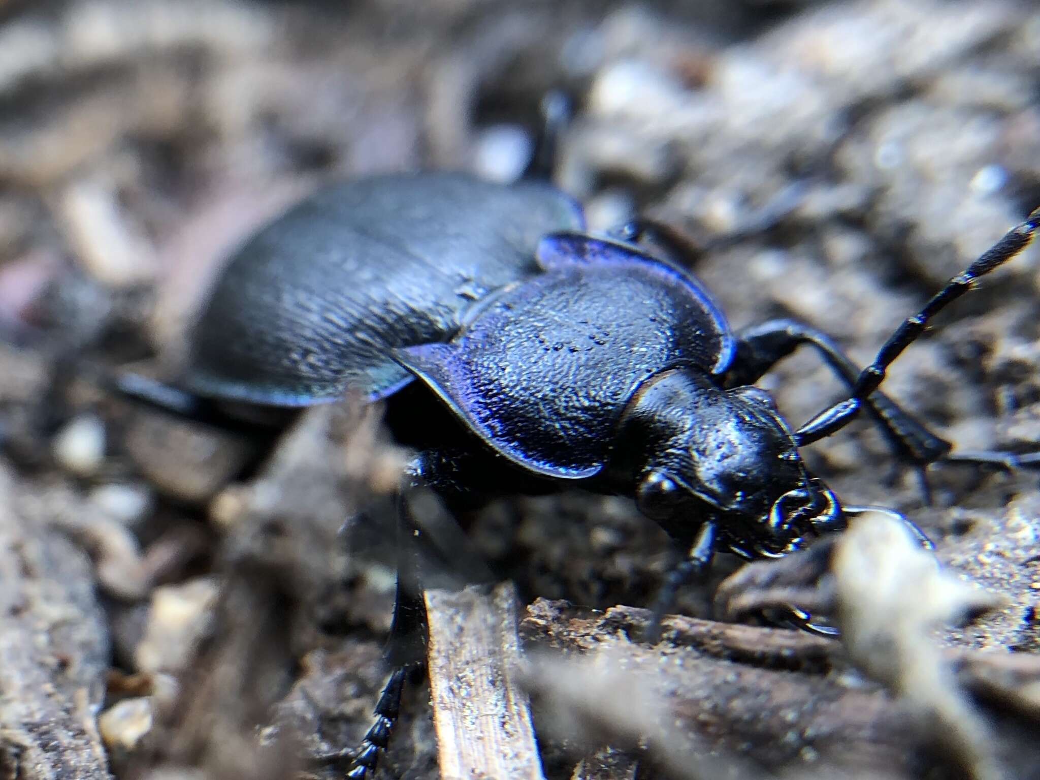 Image of Mesocarabus