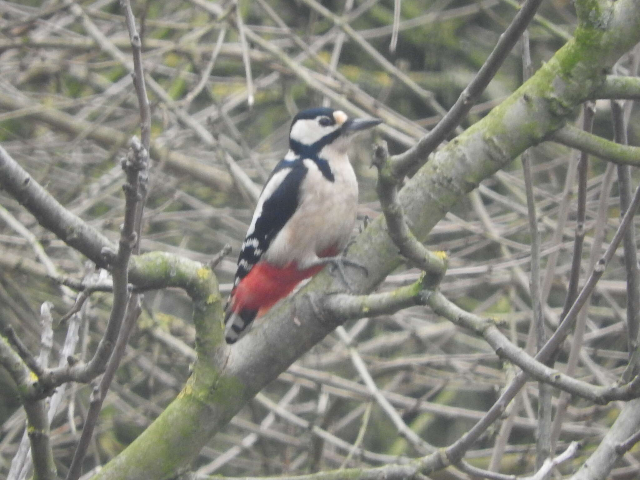 Image of Great Spotted Woodpecker