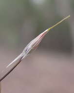 Image of Austrostipa setacea (R. Br.) S. W. L. Jacobs & J. Everett