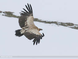 Imagem de Gyps himalayensis Hume 1869