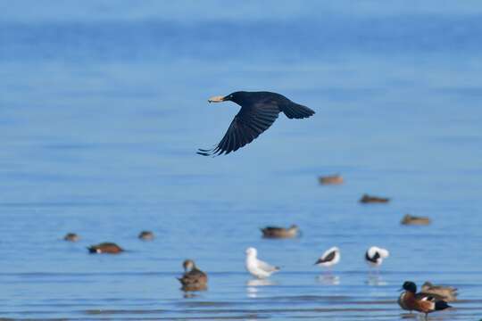 Image of Little Raven