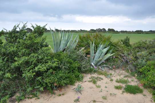 Image of Kermes Oak