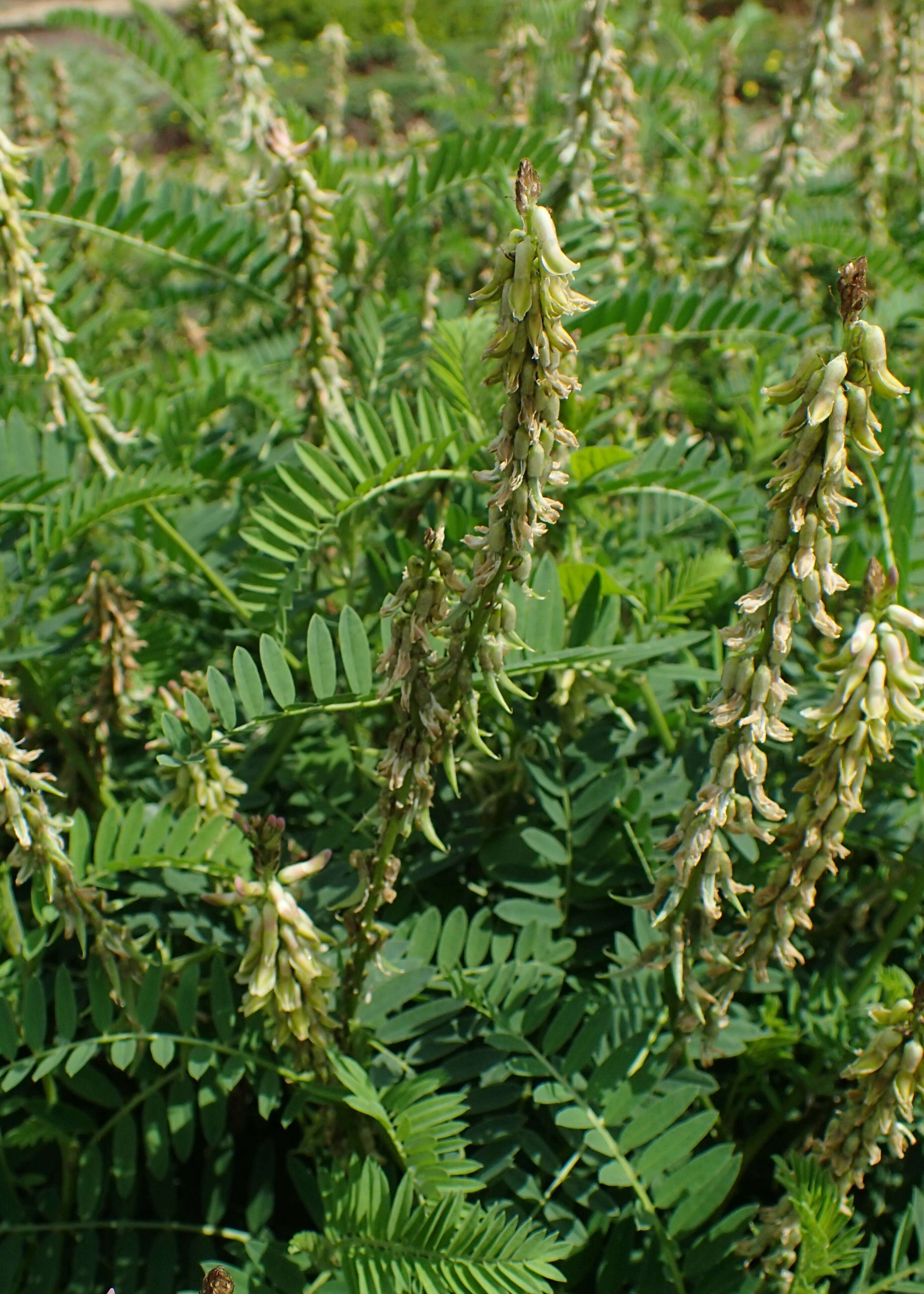 Image of Russian milkvetch