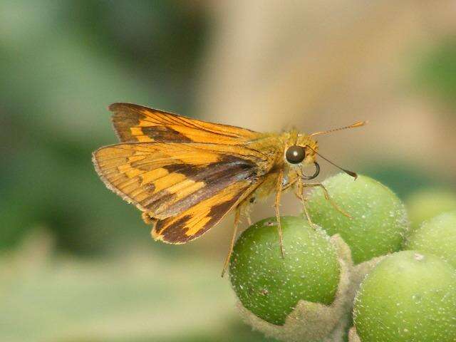 Image of Dark Palm Dart