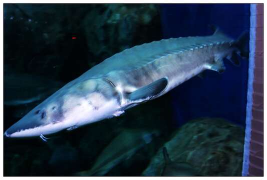 Image of Chinese Sturgeon