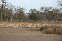 Image de Antilope Pallas 1766