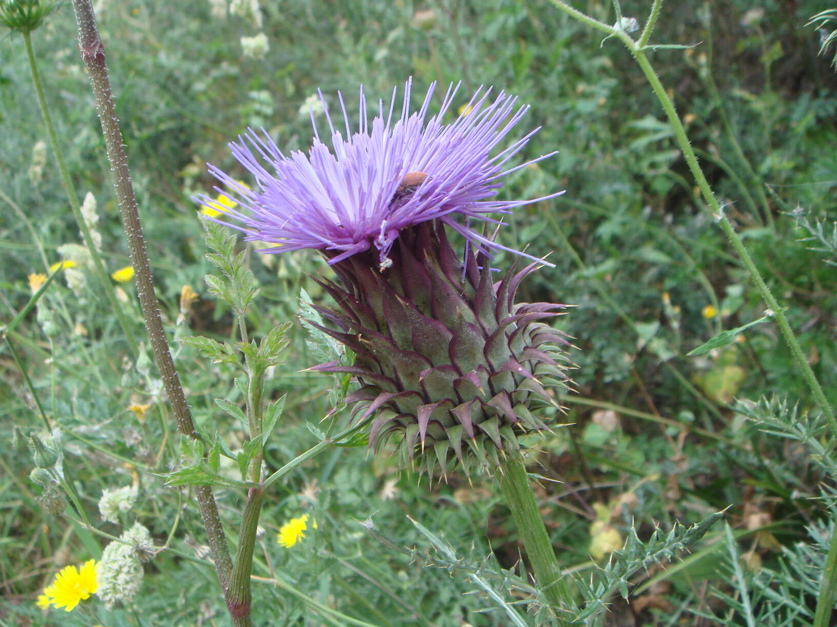 Image of Cynara humilis L.