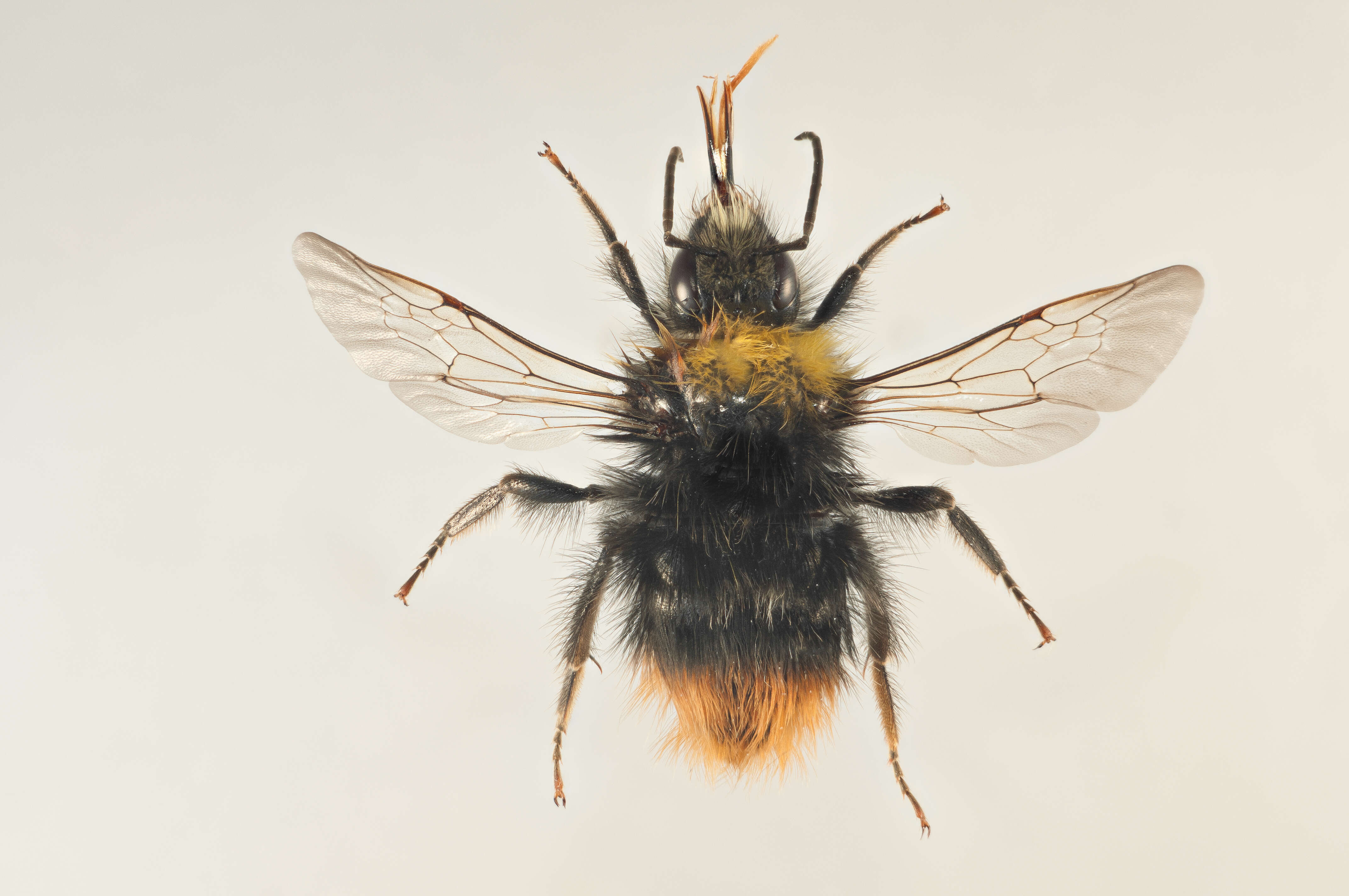 Plancia ëd Bombus pratorum (Linnaeus 1761)