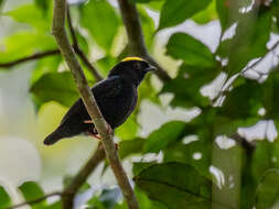 Chiroxiphia pareola (Linnaeus 1766) resmi