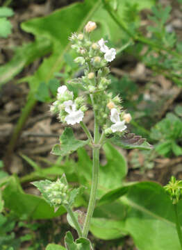 Image of Catnip