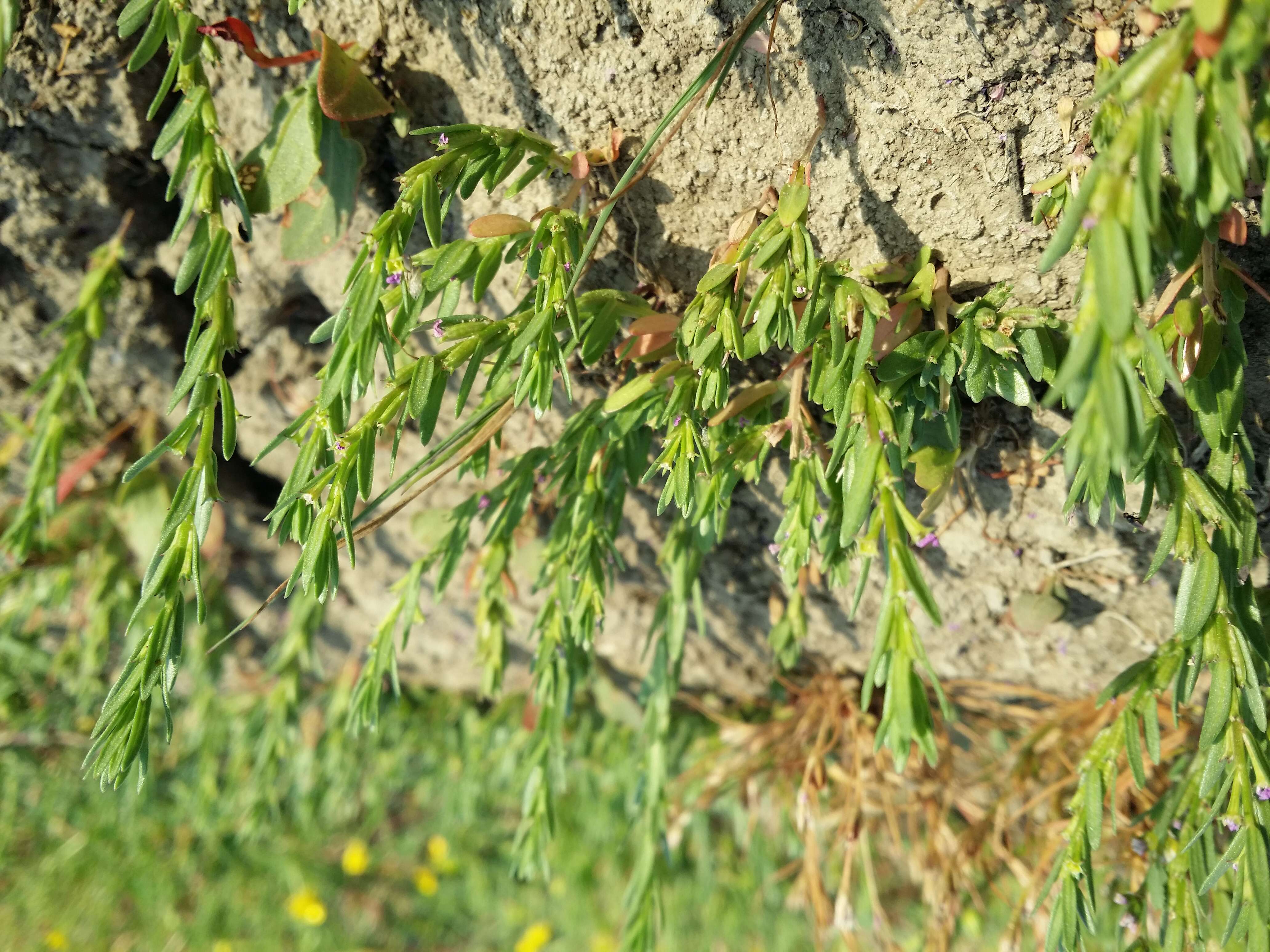 Image of Grass-poly