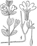 Image of oblongleaf snakeherb