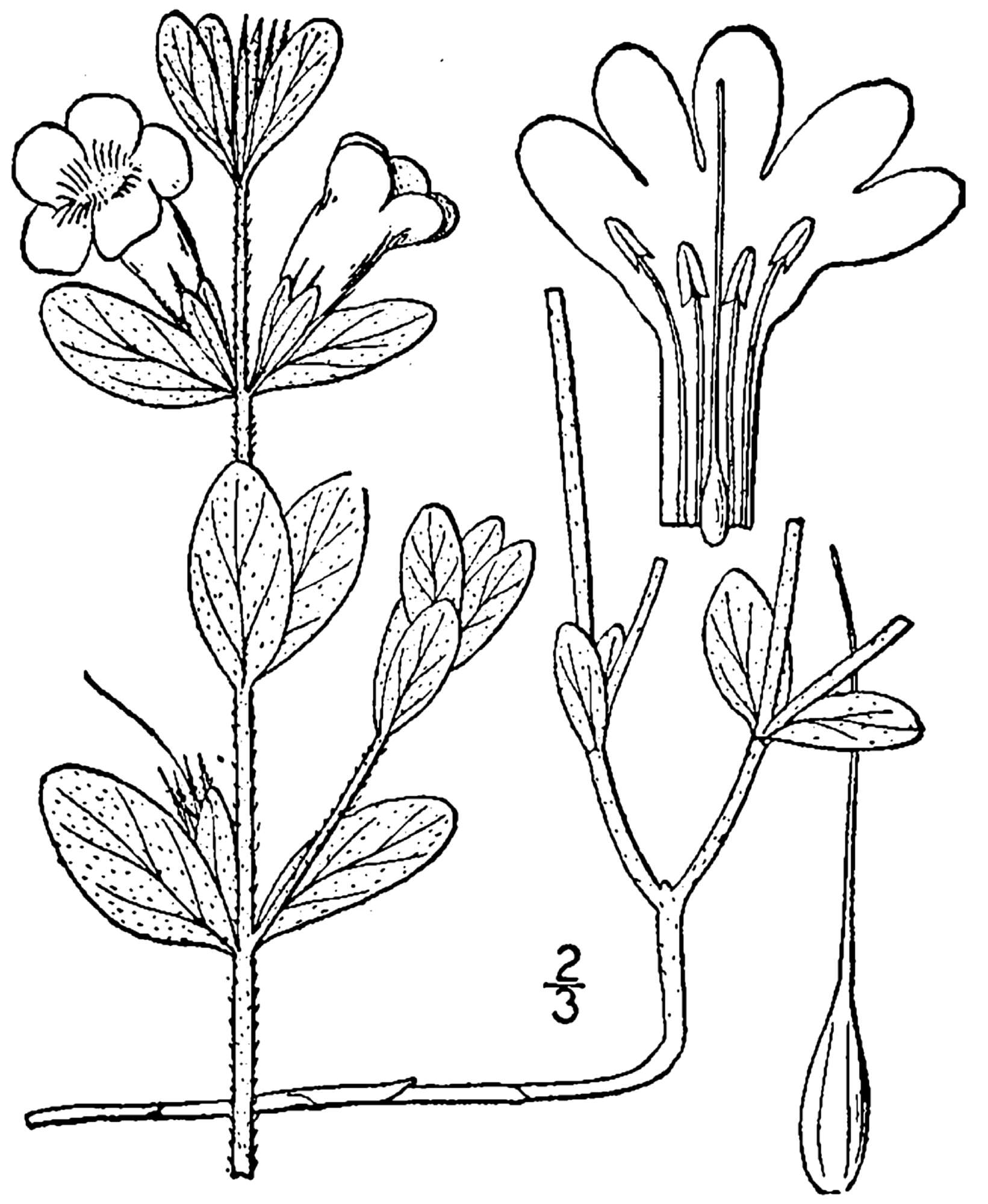 Dyschoriste oblongifolia (Michx.) Kuntze的圖片