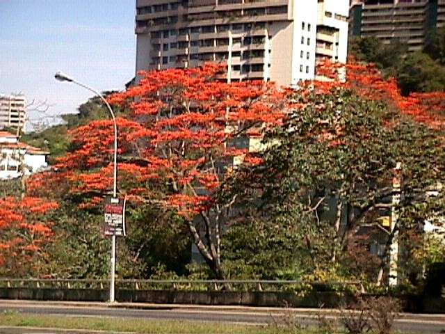 Imagem de Erythrina poeppigiana (Walp.) O. F. Cook