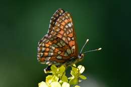 Image of Euphydryas maturna