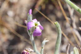 Image of Matthiola tricuspidata (L.) W. T. Aiton