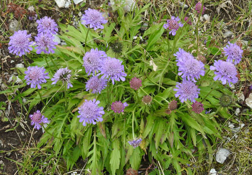 Image of glossy scabious