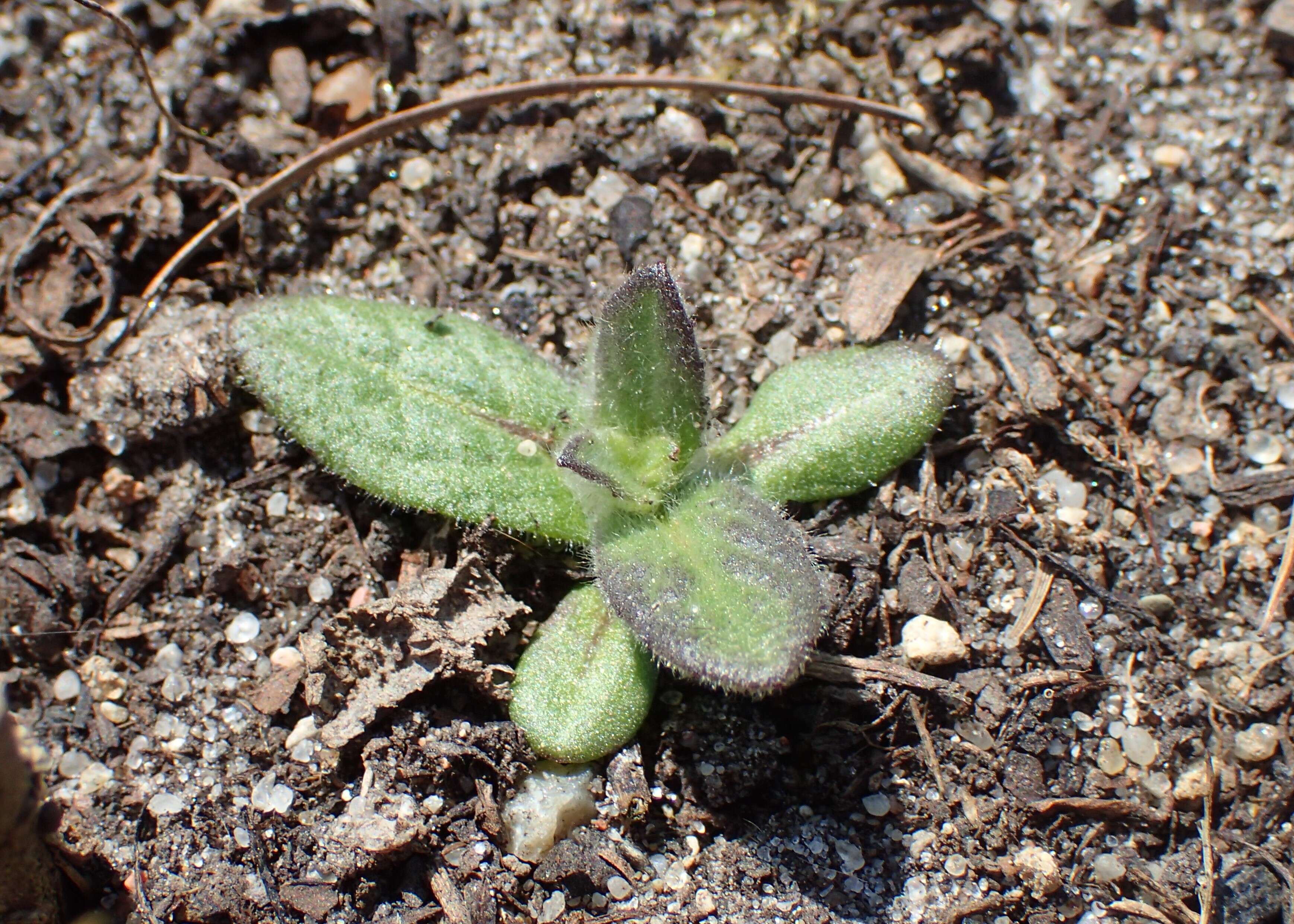 Image of common fleabane