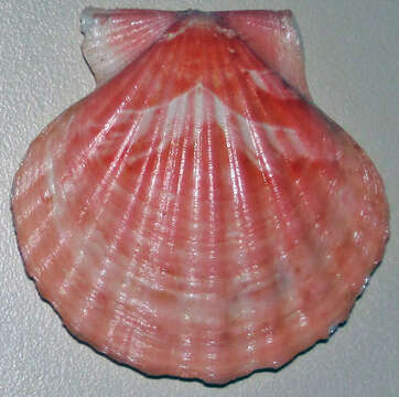 Image of smooth scallop