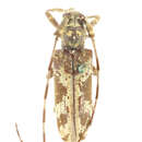 Image of Annamanum thoracicum (Gahan 1894)