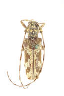 Image of Annamanum thoracicum (Gahan 1894)