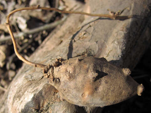 Image of groundnut