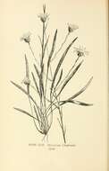 Image of Prickly Grass-Leaf-Aster