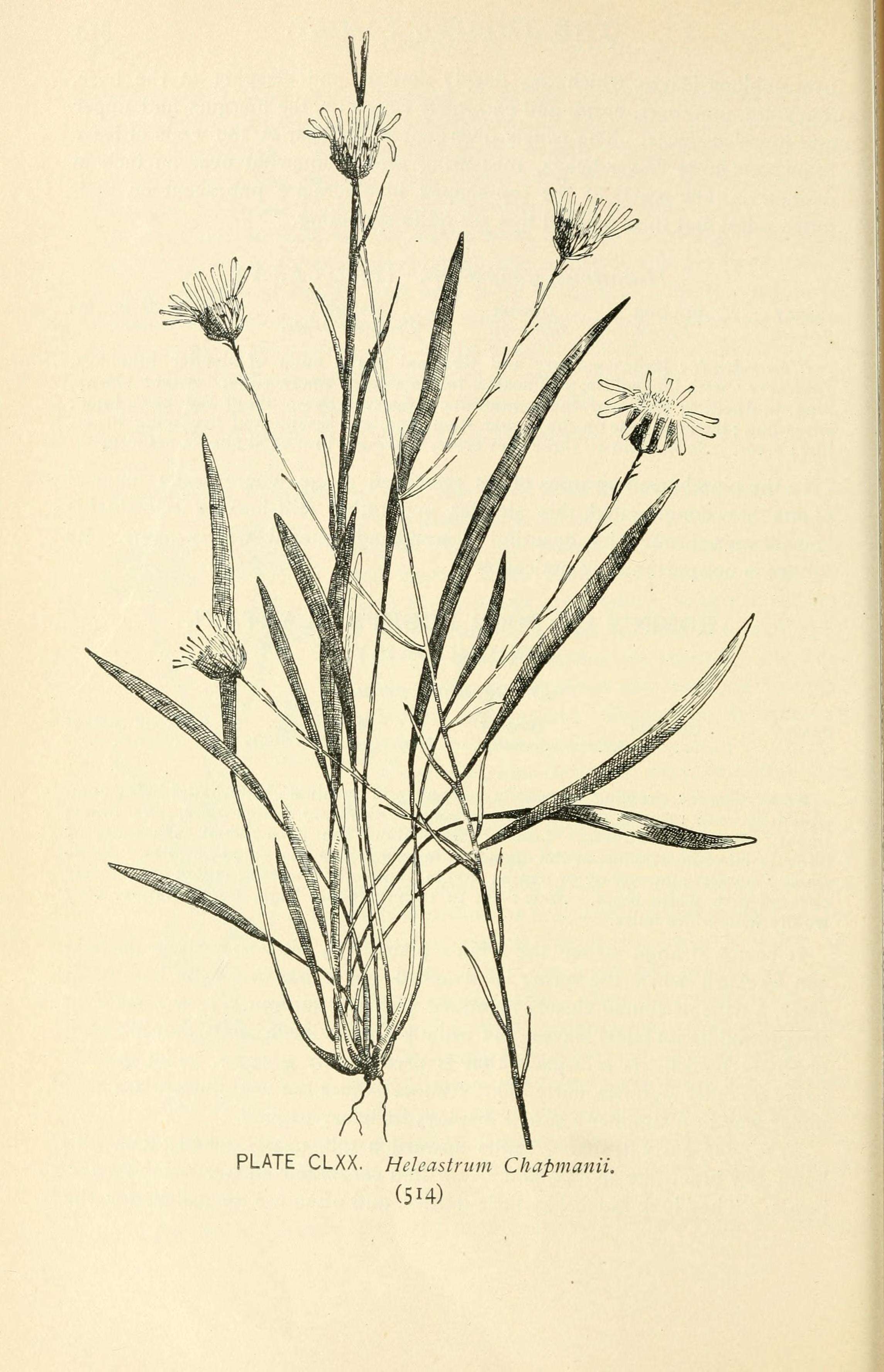 Image of Prickly Grass-Leaf-Aster