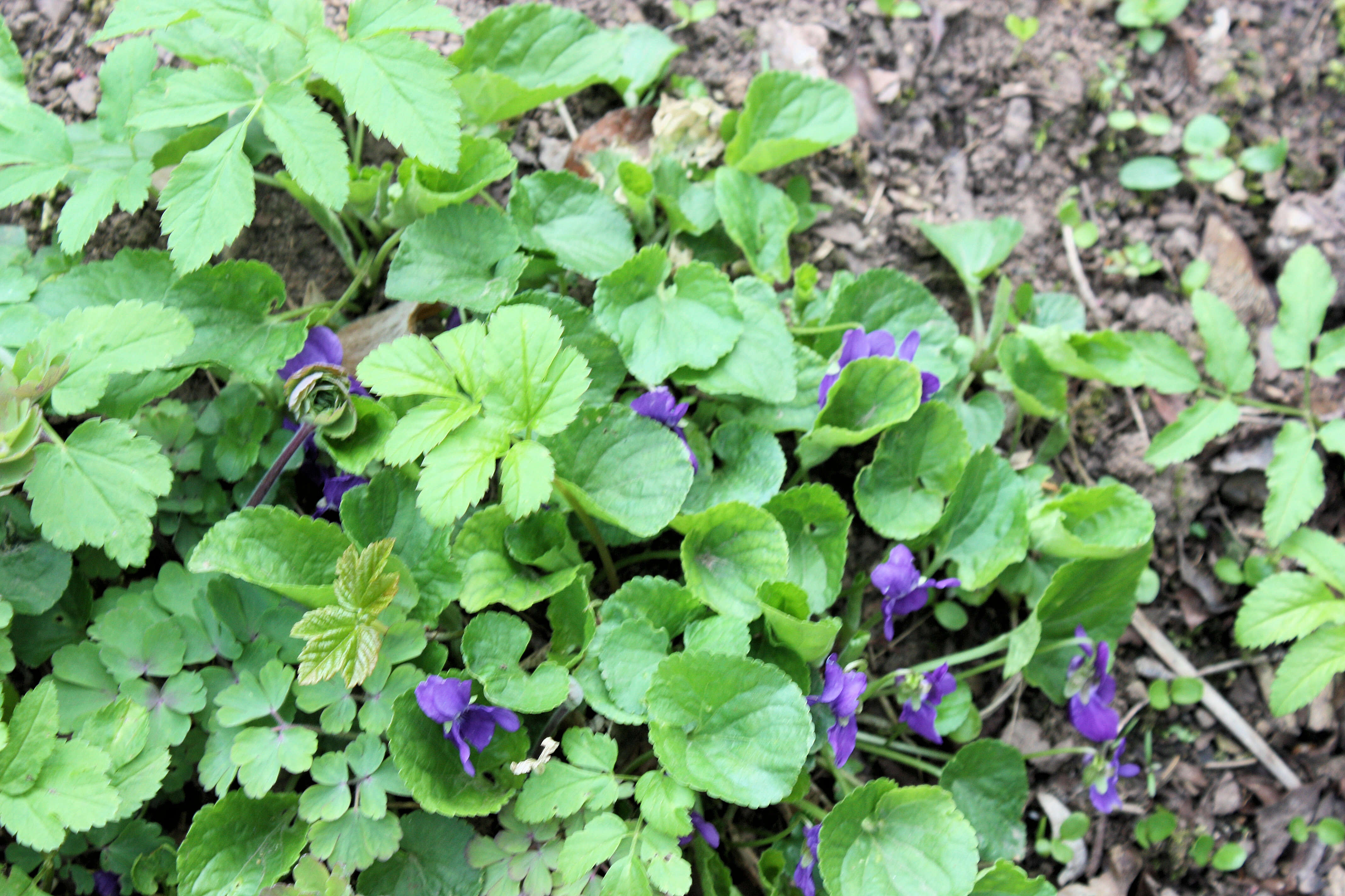 Image of sweet violet