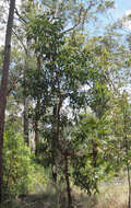 Image of Acacia falciformis DC.