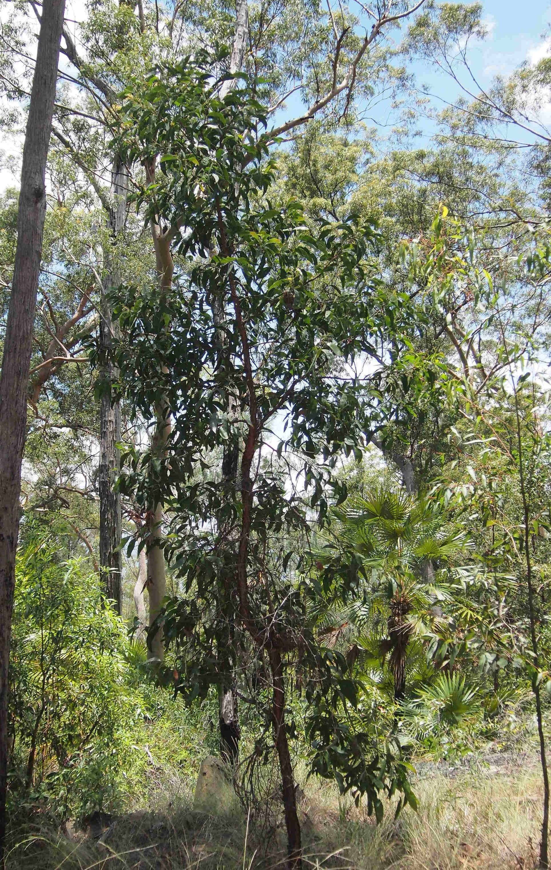 Image of Acacia falciformis DC.