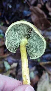 Imagem de Hypholoma fasciculare (Huds.) P. Kumm. 1871